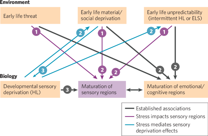 Hearing and early life adversity: effects of developmental stress on sensory processing