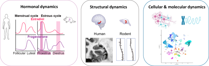 Leveraging high-resolution brain imaging and (epi)genomic approaches to improve women’s mental health