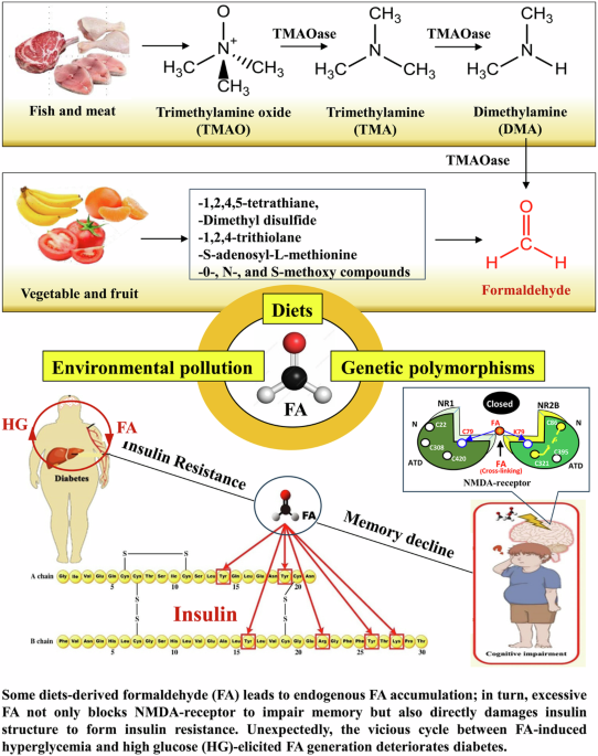 Dietary formaldehyde: a silent aggravator of diabetes and cognitive impairments