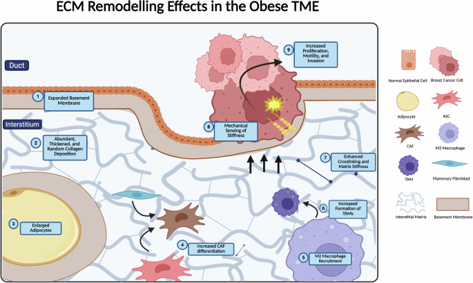 Oncogenic effects of ECM remodeling in obesity and breast cancer