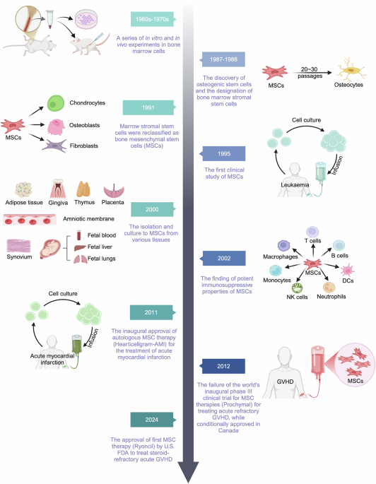 Mesenchymal stem cells in treating human diseases: molecular mechanisms and clinical studies