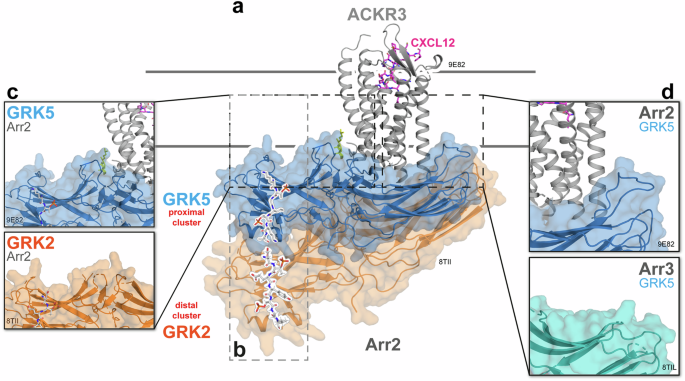 Novel atypical G protein-coupled receptor (GPCR)-arrestin complexes: a structural snapshot of the barcode hypothesis
