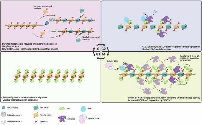 Fencing the genome: ubiquitin signaling restricts heterochromatin spread