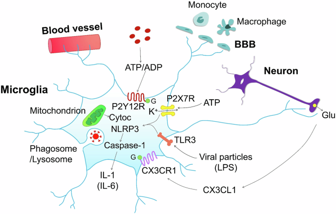 Focal neuropathologies in the brain of COVID-19-infected humans: inflammation, primary gliovascular failure and microglial dysfunction
