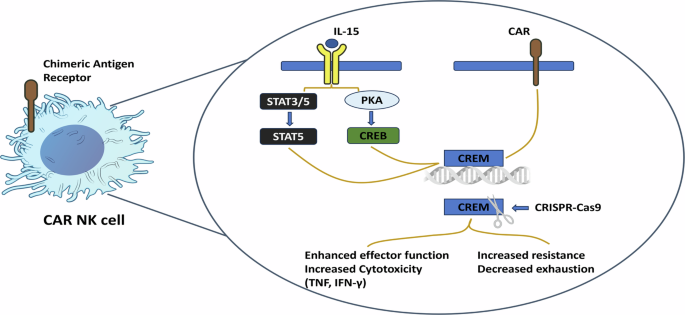 Disarming a molecular brake: cAMP-responsive element modulator deletion supercharges CAR-NK cells