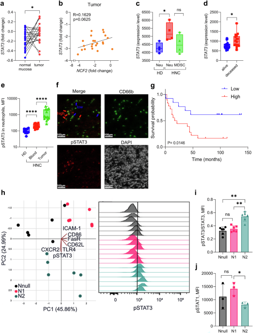 Neutrophil-specific targeting of STAT3 impairs tumor progression via the expansion of cytotoxic CD8+ T cells