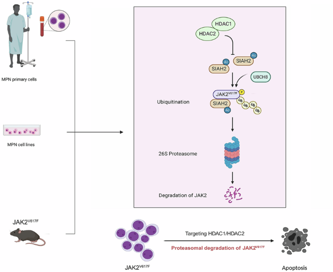 The deacetylases HDAC1/HDAC2 control JAK2V617F-STAT signaling through the ubiquitin ligase SIAH2