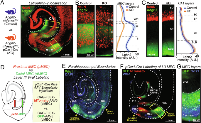 Entorhinal cortex layer III Adgrl2 expression controls topographical circuit connectivity required for sequence learning