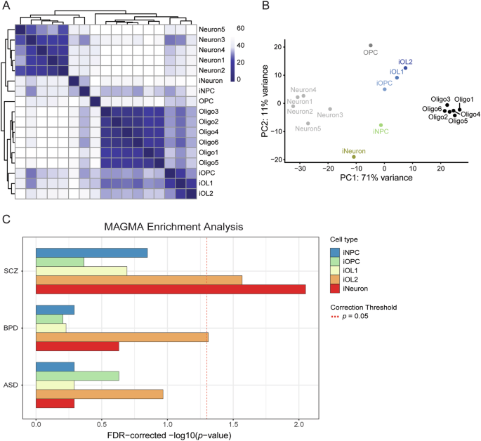 iPSC-modelling reveals genetic associations and morphological alterations of oligodendrocytes in schizophrenia