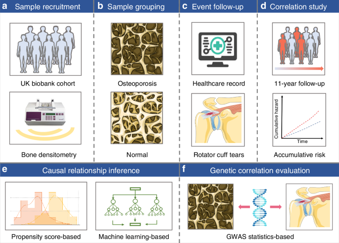 Association between osteoporosis and rotator cuff tears: evidence from causal inference and colocalization analyses