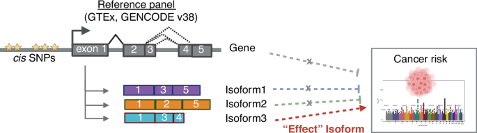 Isoform-level analyses of 6 cancers uncover extensive genetic risk mechanisms undetected at the gene-level