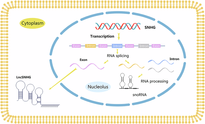 LncSNHGs: new targets in osteosarcoma