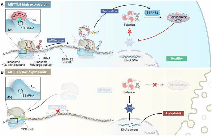METTL5 regulates SEPHS2-mediated selenoprotein synthesis to promote multiple myeloma survival and progression