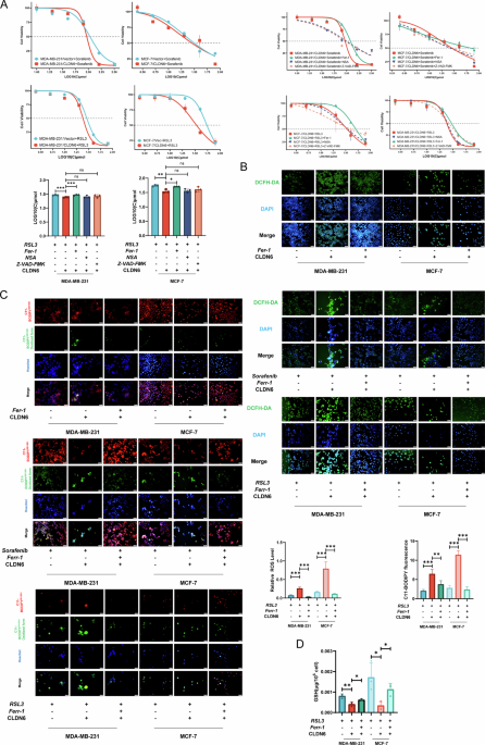 Correction: CLDN6 triggers NRF2-mediated ferroptosis through recruiting DLG1/PBK complex in breast cancer