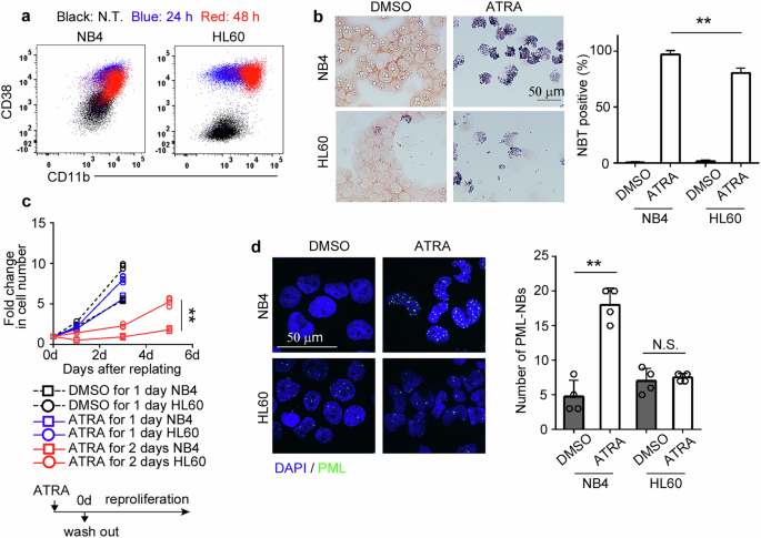Enlarged PML-nuclear bodies trigger conflicting cell cycle signal-mediated cytotoxicity in leukemia cells