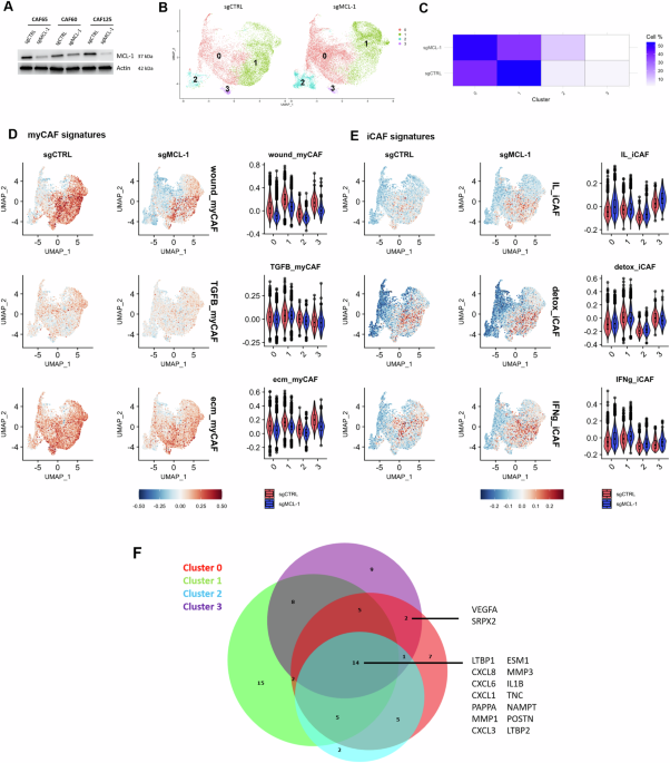 MCL-1 as a molecular switch between myofibroblastic and pro-angiogenic features of breast cancer-associated fibroblasts
