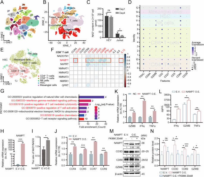 NAD+ Metabolism-Mediated SURF4-STING Axis Enhances T-Cell Anti-Tumor Effects in the Ovarian Cancer Microenvironment