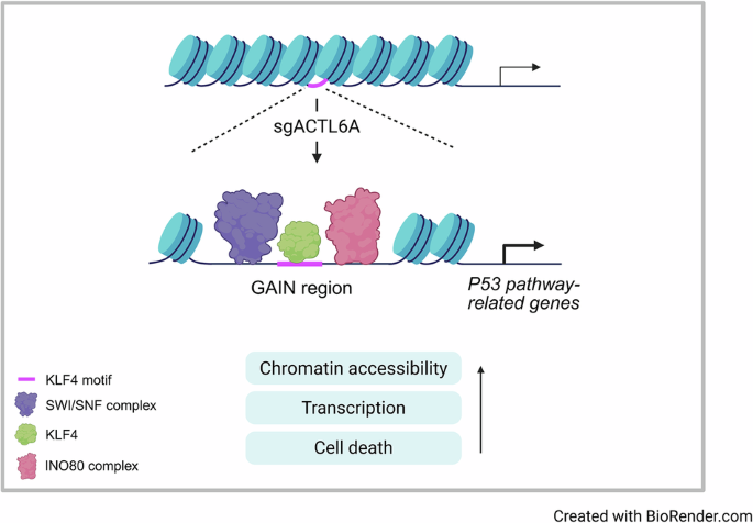 ACTL6A depletion induces KLF4-mediated anti-tumorigenic effects in colorectal cancer