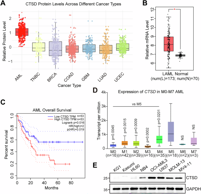 Cathepsin D promotes acute myeloid leukemia progression through stabilization of the anti-apoptotic proteins
