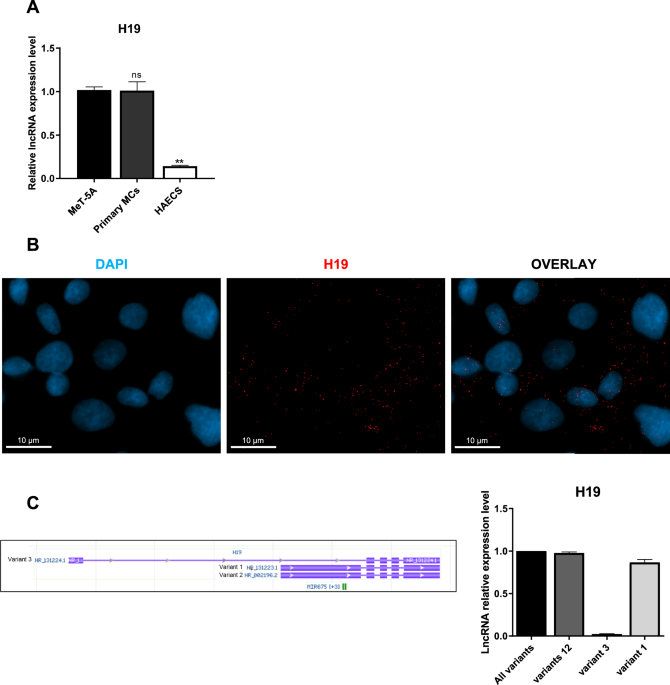 Long noncoding RNA H19 promotes the acquisition of a mesenchymal-like invasive phenotype in mesothelial primary cells through an HDAC1-mediated WT1/Sp1 switch
