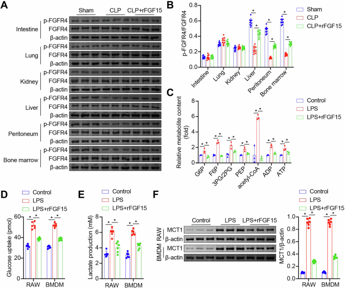 FGF15/FGFR4 signaling suppresses M1 macrophage polarization and multi-organ inflammation in septic mice by inhibiting H3K18 lactylation-driven Irf7 expression through NF2-Hippo activation