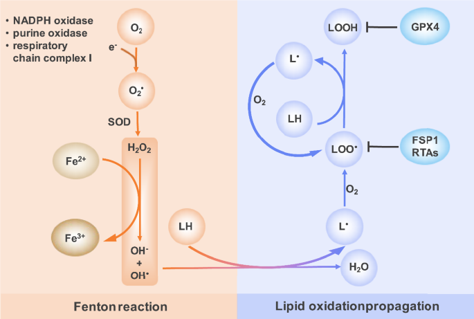 Redox mechanism of glycerophospholipids and relevant targeted therapy in ferroptosis