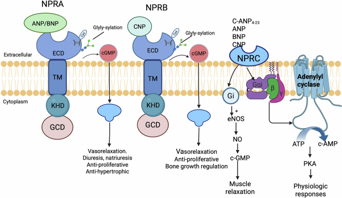 The role and clinical value of natriuretic peptide receptor family in malignant tumor