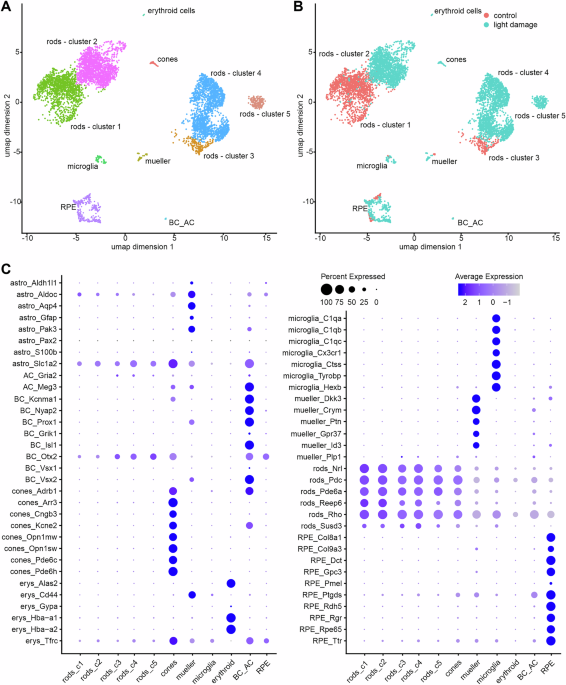 Illuminating photoreceptors: TGFβ signaling modulates the severeness of retinal degeneration