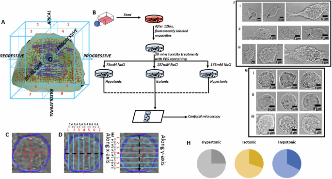 Non-uniform impact of extracellular osmotic variations at subcellular level