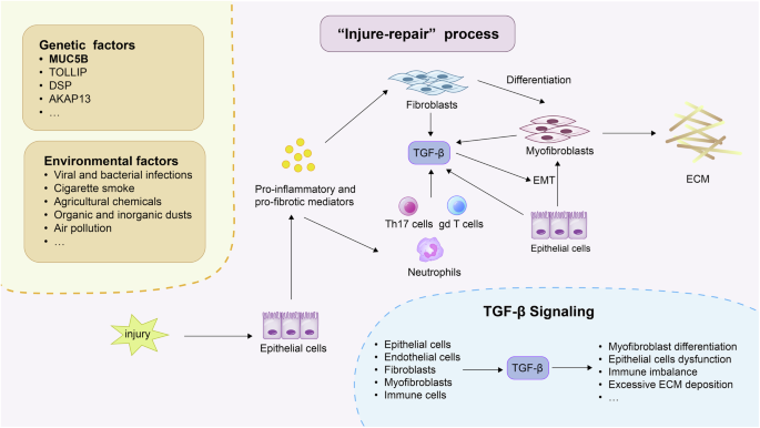 Metabolic dysregulation in pulmonary fibrosis: insights into amino acid contributions and therapeutic potential