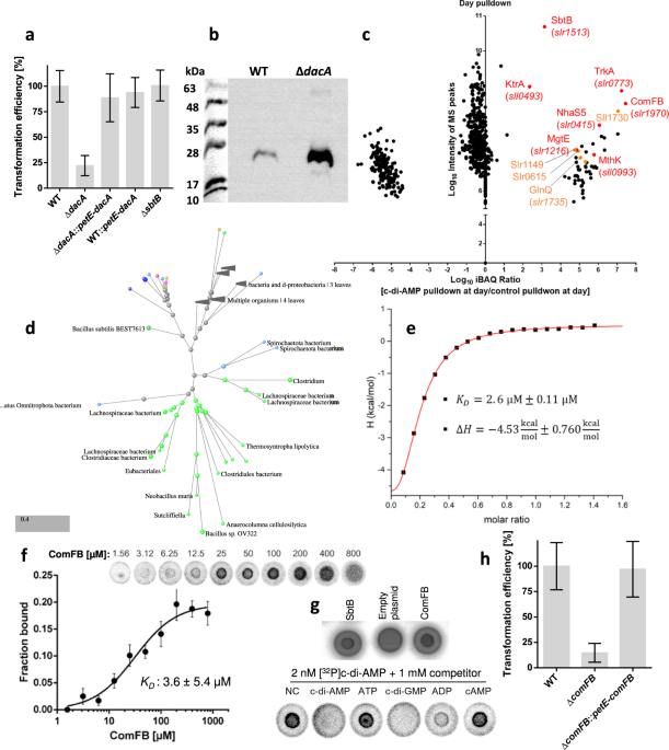 The second messenger c-di-AMP controls natural competence via ComFB signaling protein