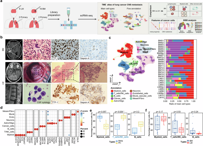 Immunological and pathological characteristics of brain parenchymal and leptomeningeal metastases from non-small cell lung cancer