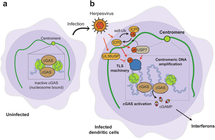 Centromeres as minefields: host–virus warfare