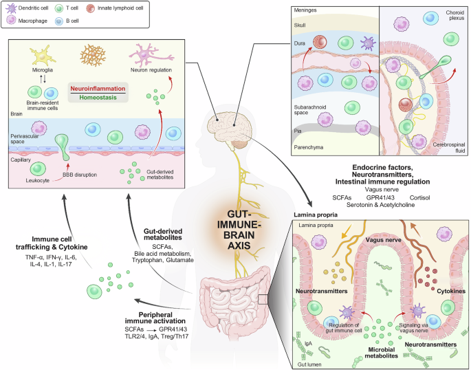 Beyond the gut: decoding the gut–immune–brain axis in health and disease
