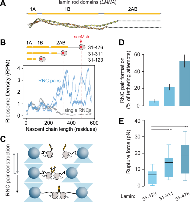 Co-translational ribosome pairing enables native assembly of misfolding-prone subunits
