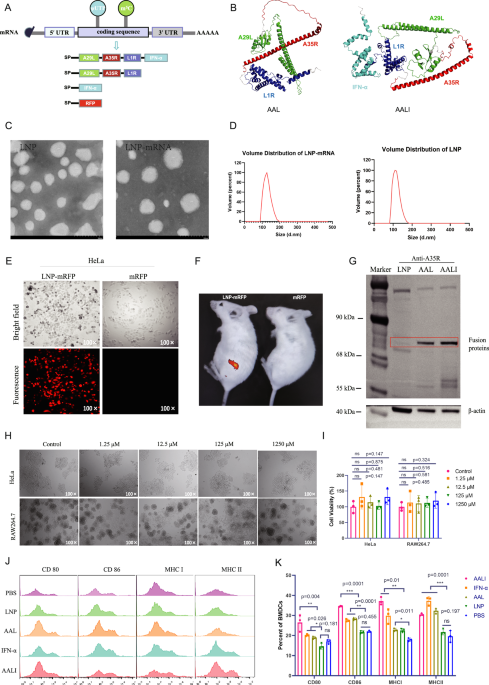 A multivalent mRNA vaccine elicits robust immune responses and confers protection in a murine model of monkeypox virus infection