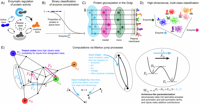 Limits on the computational expressivity of non-equilibrium biophysical processes