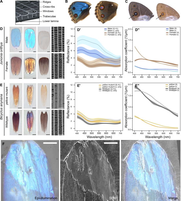 Nanoscale cuticle mass density variations influenced by pigmentation in butterfly wing scales