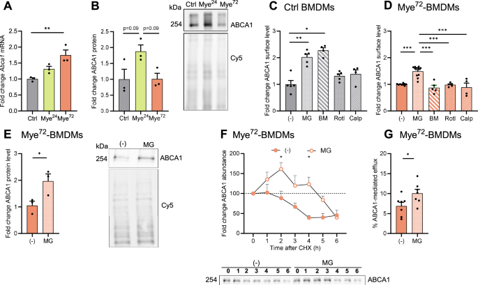 UBE3A promotes foam cell formation and counters remyelination by targeting ABCA1 for proteasomal degradation