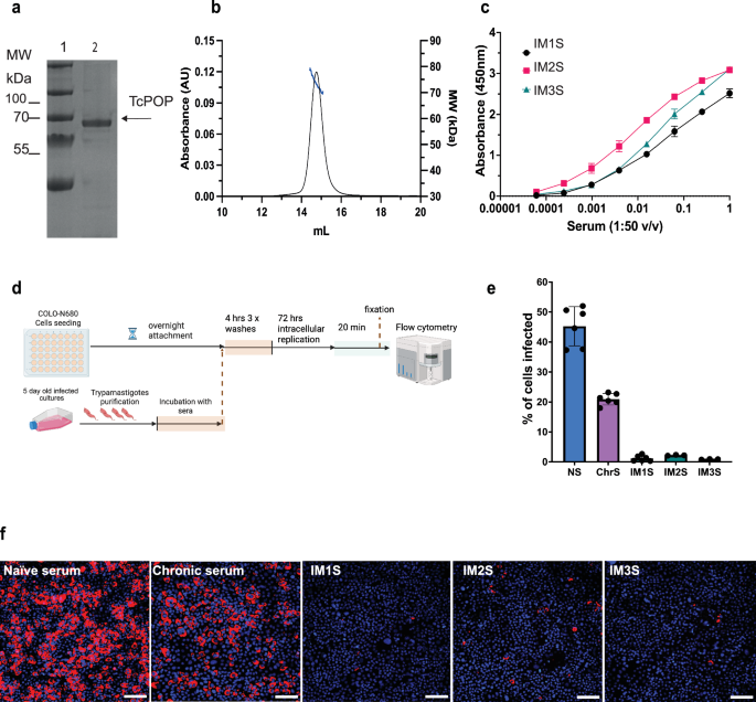 Cryo-EM led analysis of open and closed conformations of Chagas vaccine candidate TcPOP