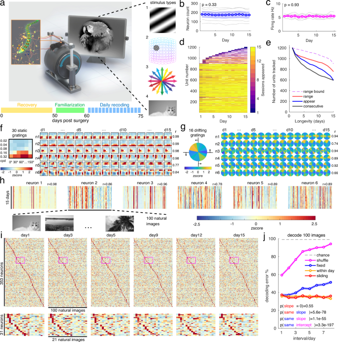 Temporal coding carries more stable cortical visual representations than firing rate over time