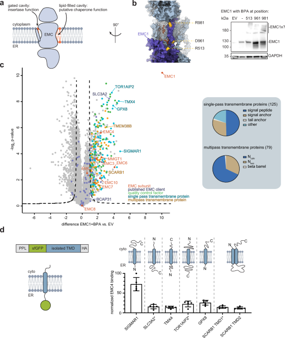 The EMC acts as a chaperone for membrane proteins