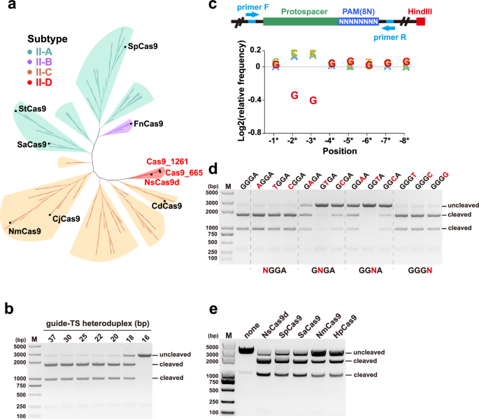 Structural insights into Type II-D Cas9 and its robust cleavage activity