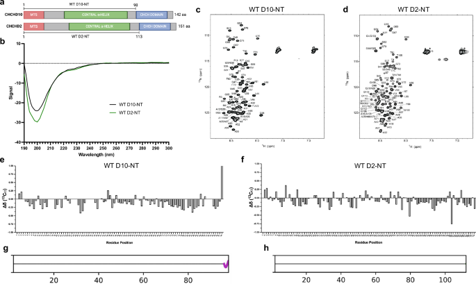 Amyloid fibril structures link CHCHD10 and CHCHD2 to neurodegeneration