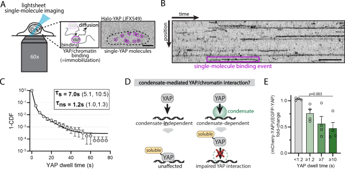 YAP charge patterning mediates signal integration through transcriptional co-condensates
