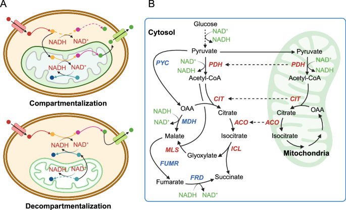 Decompartmentalization of the yeast mitochondrial metabolism to improve chemical production in Issatchenkia orientalis