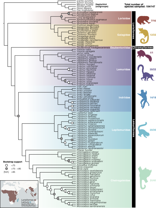 Multiple bursts of speciation in Madagascar’s endangered lemurs