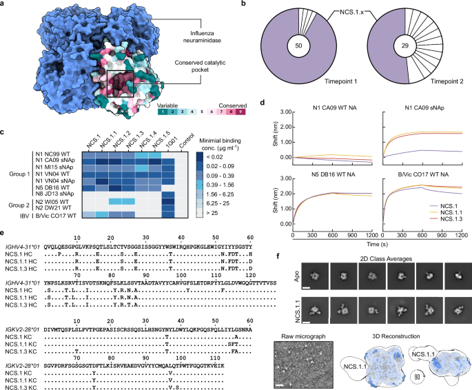 Structural convergence and water-mediated substrate mimicry enable broad neuraminidase inhibition by human antibodies
