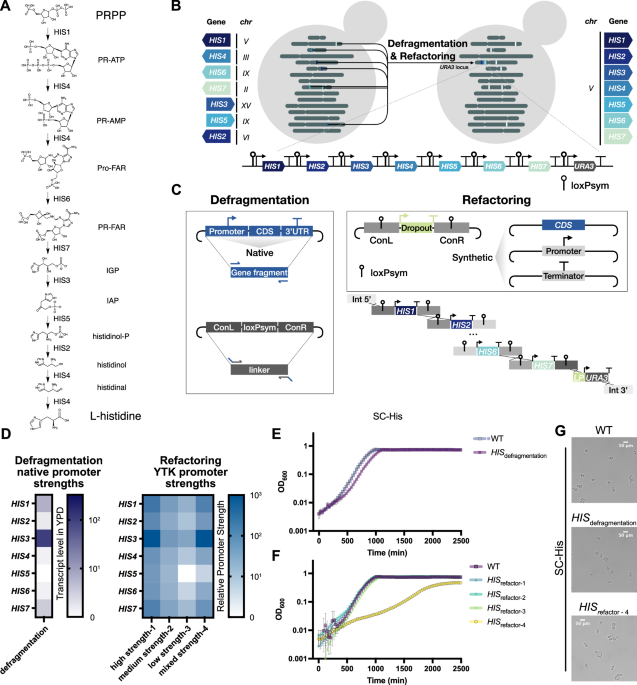 Iterative SCRaMbLE for engineering synthetic genome modules and chromosomes