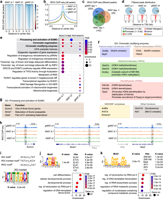 IRX3 controls a SUMOylation-dependent differentiation switch in adipocyte precursor cells